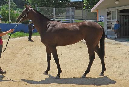 ���̷��� ����