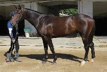 ��û�� (NEW CHEONGPA) ����