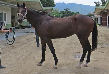 ����ī ����