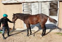 ������ (NEW JINJU) ����