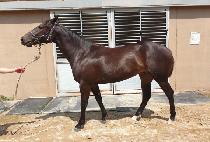 ������ (NEW MAGIC) ����