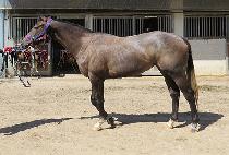 ��´���� (RAON THE GOLD) ����