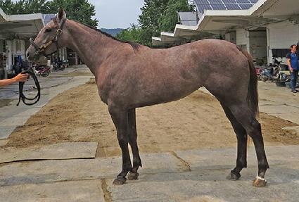 è����Ÿ�� ����