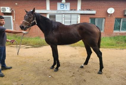 ������ ����