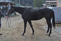 ���� (DONMA) ����