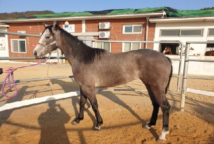 �����÷� ����