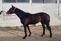 �帲��� (DREAM BIGGER) ����