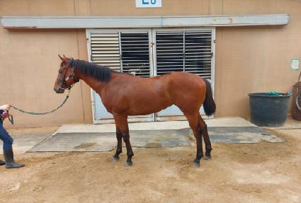 �����ĳġ ����