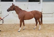 �ݾƽ�Ÿ�� (GEUMA STARRY) ����