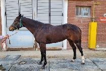 ����ε� (BIROE INDY) ����