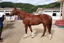 ������ġ�� (B.J. CHIEF) ����