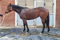 CHEROKEE ROSE picture