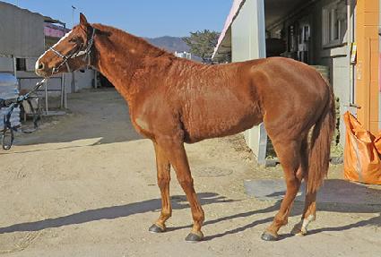 �ݾƽ�ũ ����