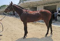 �μ���Ÿ��ƽ (DUSON FANTASTIC) ����