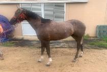 QUEEN OF GLORY picture