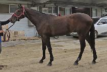 Ʈ�������� (TRIPLE JOY) ����