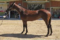 �������� (THUNDER NURI) ����