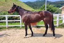 ADELE ALLIE'S picture