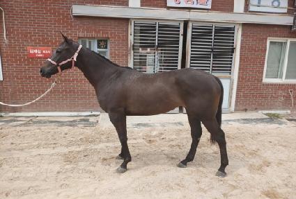 ��Ű�극��ũ ����