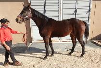 ������ (DEEP RUNNING) ����