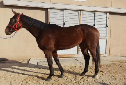 ũ��������Ƽ ����