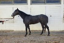 �ݾƴ��� (GEUMA NIPPY) ����