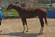 ���̻��� (JANGSAN MISSILE) ����