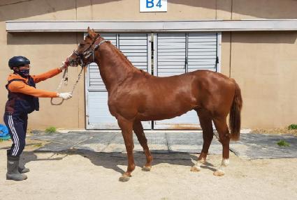 ���ʽ�Ÿ�� ����