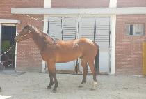 �������� (MUJEOK CHARLIE) ����