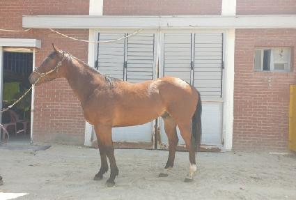 �������� ����