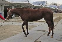 �η����� (LAUREL K) ����