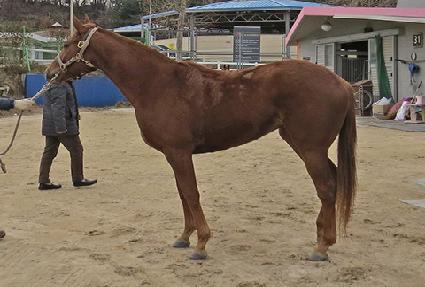 ��Į����������� ����