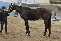 �����ķξ� (MOONHAK PHAROAH) ����