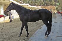 ���� (MOSQUIL) ����