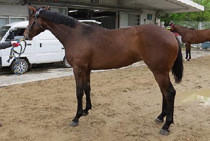 ����Ƽ�帲 ����