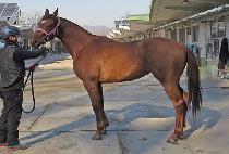 SANGSANG STAR picture