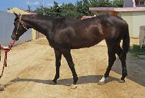 GOLDEN SCOOP picture