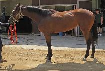 �����Űư (DIVINE KITTEN) ����