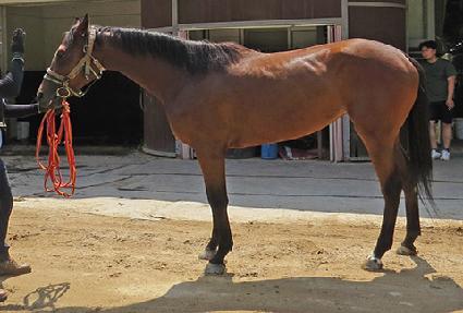 �����Űư ����