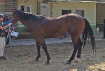 FLASH THUNDER picture