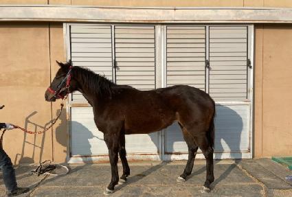 ��ī�̾�ġ ����