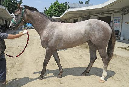 ���۵帲 ����