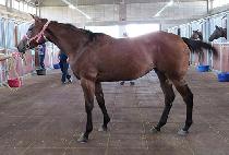 �����÷� (SUPER PLAN) ����