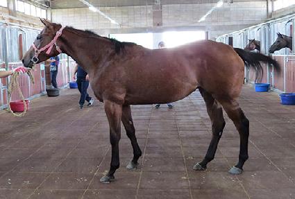 �����÷� ����