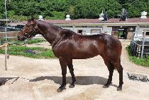 MAN OF THE STAR picture