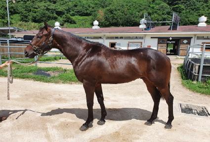 �ǿ������Ÿ ����