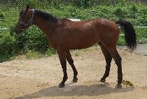 �����̽��� (B.J. STORM) ����