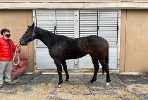 ��ص����� (BOB AND JOY) ����