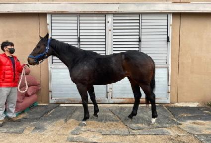 ��ص����� ����