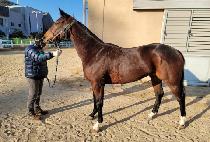 �����ƽ��� (MARIA��S GAL) ����